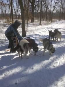 Dogs and Sleds at McKee