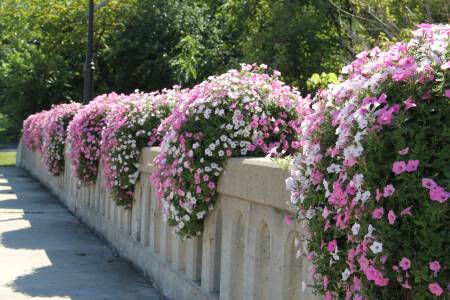 Bridge Flowers